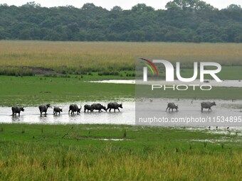 Asiatic Water Buffaloes graze inside the Pobitora Wildlife Sanctuary in Morigaon district of Assam, India, on September 1, 2024. (