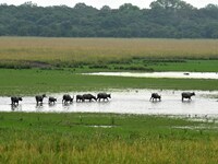 Asiatic Water Buffaloes graze inside the Pobitora Wildlife Sanctuary in Morigaon district of Assam, India, on September 1, 2024. (