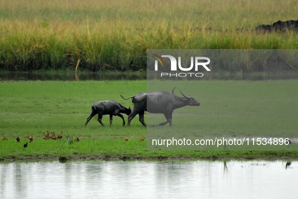 Asiatic Water Buffaloes graze inside the Pobitora Wildlife Sanctuary in Morigaon district of Assam, India, on September 1, 2024. 