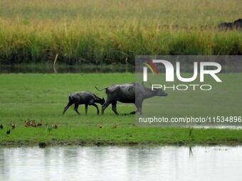 Asiatic Water Buffaloes graze inside the Pobitora Wildlife Sanctuary in Morigaon district of Assam, India, on September 1, 2024. (