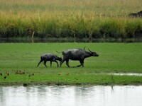 Asiatic Water Buffaloes graze inside the Pobitora Wildlife Sanctuary in Morigaon district of Assam, India, on September 1, 2024. (