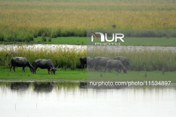 Asiatic Water Buffaloes graze inside the Pobitora Wildlife Sanctuary in Morigaon district of Assam, India, on September 1, 2024. 