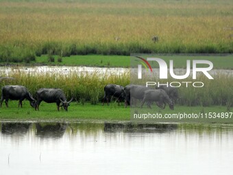 Asiatic Water Buffaloes graze inside the Pobitora Wildlife Sanctuary in Morigaon district of Assam, India, on September 1, 2024. (