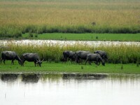 Asiatic Water Buffaloes graze inside the Pobitora Wildlife Sanctuary in Morigaon district of Assam, India, on September 1, 2024. (