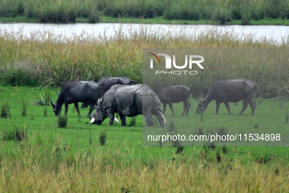 One-horned rhinoceros and buffaloes graze inside the Pobitora Wildlife Sanctuary in Morigaon district of Assam, India, on September 1, 2024....