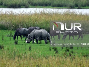 One-horned rhinoceros and buffaloes graze inside the Pobitora Wildlife Sanctuary in Morigaon district of Assam, India, on September 1, 2024....