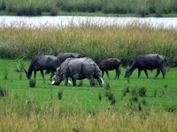 One-horned rhinoceros and buffaloes graze inside the Pobitora Wildlife Sanctuary in Morigaon district of Assam, India, on September 1, 2024....