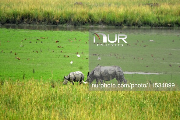 One-horned rhinoceroses graze inside the Pobitora Wildlife Sanctuary in Morigaon district of Assam, India, on September 1, 2024. 