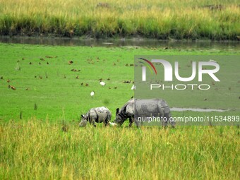 One-horned rhinoceroses graze inside the Pobitora Wildlife Sanctuary in Morigaon district of Assam, India, on September 1, 2024. (