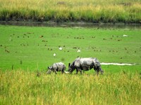 One-horned rhinoceroses graze inside the Pobitora Wildlife Sanctuary in Morigaon district of Assam, India, on September 1, 2024. (