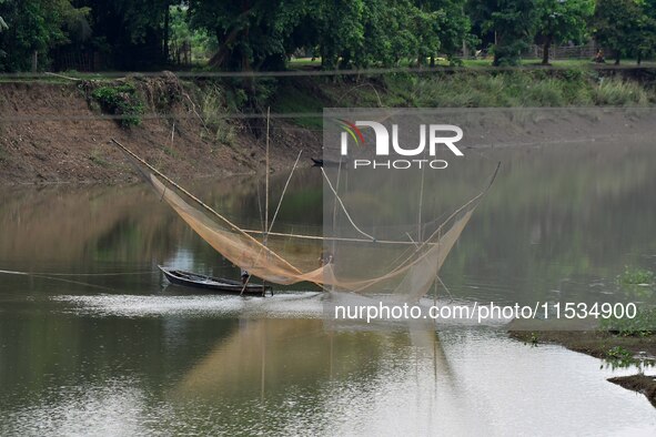 A man lifts a fishing net to catch fish on a river in Morigaon district of Assam, India, on September 1, 2024. 