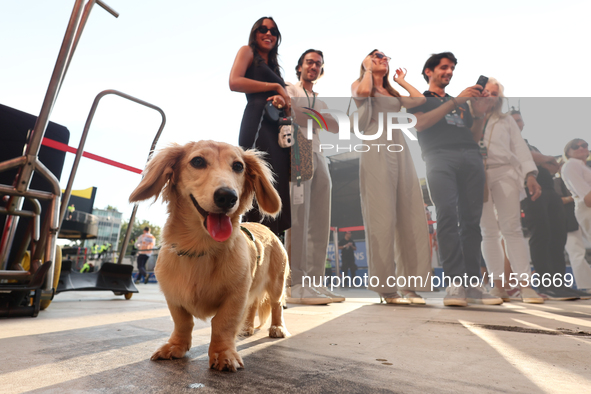 Leo, dog of Charles Leclerc and Alexandra Saint Mleux, after the Formula 1 Italian Grand Prix at Autodromo Nazionale di Monza in Monza, Ital...