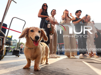 Leo, dog of Charles Leclerc and Alexandra Saint Mleux, after the Formula 1 Italian Grand Prix at Autodromo Nazionale di Monza in Monza, Ital...