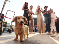 Leo, dog of Charles Leclerc and Alexandra Saint Mleux, after the Formula 1 Italian Grand Prix at Autodromo Nazionale di Monza in Monza, Ital...