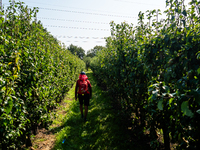 September 1, 2024, is the warmest on record in the country. On Saturday, temperatures climb to 30 degrees in many places in The Netherlands,...