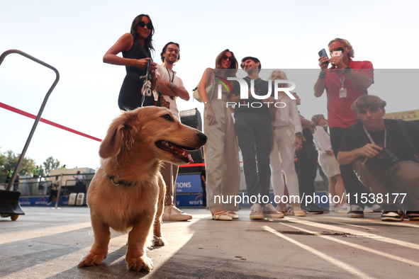 Leo, dog of Charles Leclerc and Alexandra Saint Mleux, after the Formula 1 Italian Grand Prix at Autodromo Nazionale di Monza in Monza, Ital...