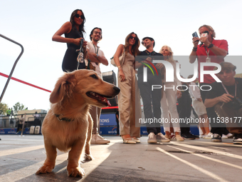 Leo, dog of Charles Leclerc and Alexandra Saint Mleux, after the Formula 1 Italian Grand Prix at Autodromo Nazionale di Monza in Monza, Ital...