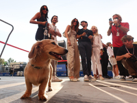 Leo, dog of Charles Leclerc and Alexandra Saint Mleux, after the Formula 1 Italian Grand Prix at Autodromo Nazionale di Monza in Monza, Ital...