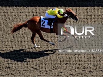 Jockey Sahin Civaci rides Peach Cobbler to a win in the sixth race at Woodbine Racetrack in Toronto, Canada, on September 1, 2024. (