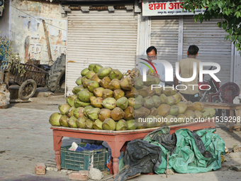 A man sells coconuts along the roadside in Bazpur, Uttarakhand, India, on April 19, 2024. (