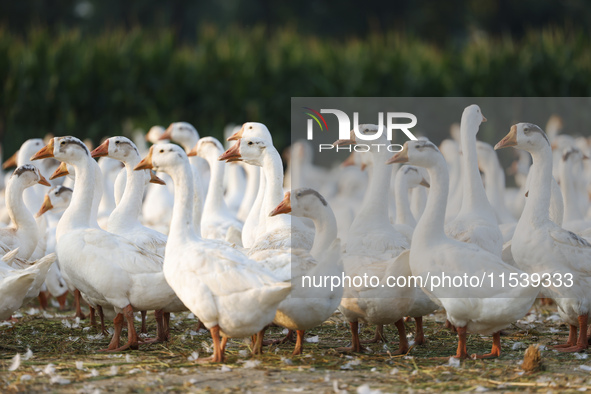 A large white goose looks for food at an ecological goose breeding base in Suqian, China, on September 1, 2024. 