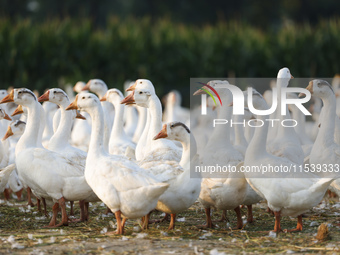 A large white goose looks for food at an ecological goose breeding base in Suqian, China, on September 1, 2024. (