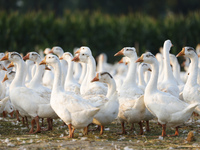 A large white goose looks for food at an ecological goose breeding base in Suqian, China, on September 1, 2024. (