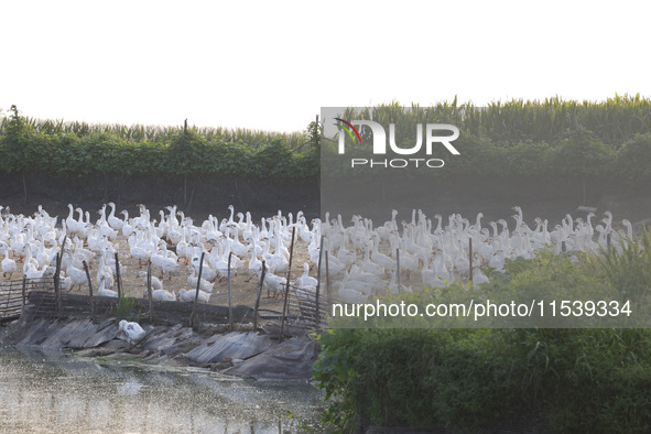 A large white goose looks for food at an ecological goose breeding base in Suqian, China, on September 1, 2024. 