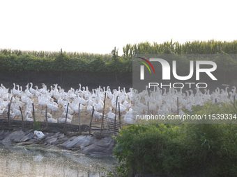 A large white goose looks for food at an ecological goose breeding base in Suqian, China, on September 1, 2024. (