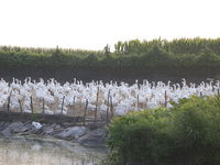 A large white goose looks for food at an ecological goose breeding base in Suqian, China, on September 1, 2024. (