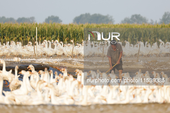 A large white goose looks for food at an ecological goose breeding base in Suqian, China, on September 1, 2024. 