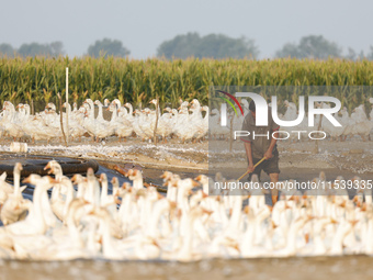 A large white goose looks for food at an ecological goose breeding base in Suqian, China, on September 1, 2024. (