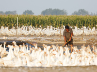 A large white goose looks for food at an ecological goose breeding base in Suqian, China, on September 1, 2024. (