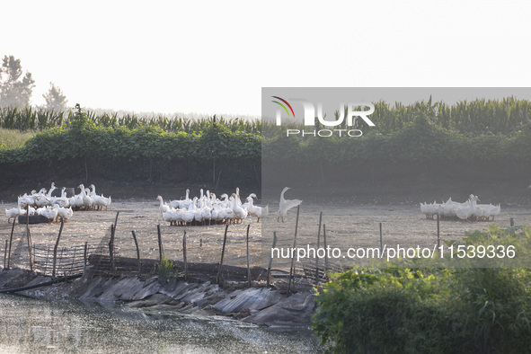 A large white goose looks for food at an ecological goose breeding base in Suqian, China, on September 1, 2024. 