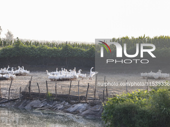 A large white goose looks for food at an ecological goose breeding base in Suqian, China, on September 1, 2024. (