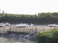 A large white goose looks for food at an ecological goose breeding base in Suqian, China, on September 1, 2024. (