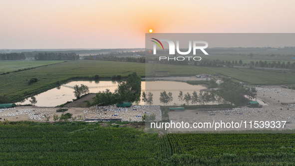 A large white goose looks for food at an ecological goose breeding base in Suqian, China, on September 1, 2024. 