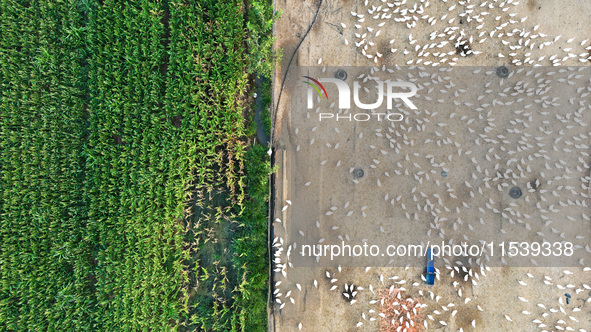 A large white goose looks for food at an ecological goose breeding base in Suqian, China, on September 1, 2024. 