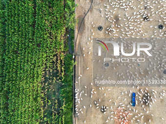 A large white goose looks for food at an ecological goose breeding base in Suqian, China, on September 1, 2024. (