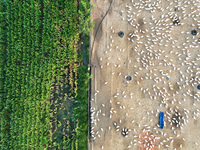 A large white goose looks for food at an ecological goose breeding base in Suqian, China, on September 1, 2024. (