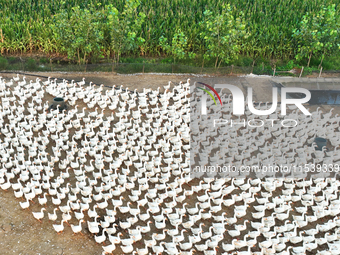 A large white goose looks for food at an ecological goose breeding base in Suqian, China, on September 1, 2024. (