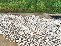 A large white goose looks for food at an ecological goose breeding base in Suqian, China, on September 1, 2024. (