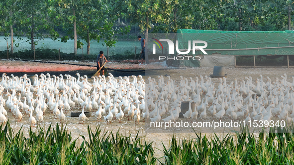 A large white goose looks for food at an ecological goose breeding base in Suqian, China, on September 1, 2024. 