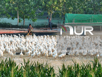 A large white goose looks for food at an ecological goose breeding base in Suqian, China, on September 1, 2024. (