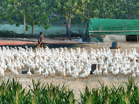 A large white goose looks for food at an ecological goose breeding base in Suqian, China, on September 1, 2024. (