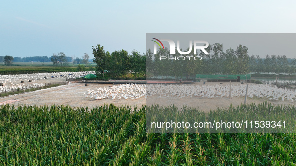 A large white goose looks for food at an ecological goose breeding base in Suqian, China, on September 1, 2024. 