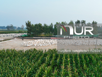 A large white goose looks for food at an ecological goose breeding base in Suqian, China, on September 1, 2024. (