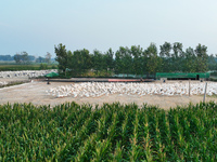 A large white goose looks for food at an ecological goose breeding base in Suqian, China, on September 1, 2024. (