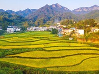 Layered rice terraces are seen in Yuexi County, Anqing, China, on September 2, 2024. (