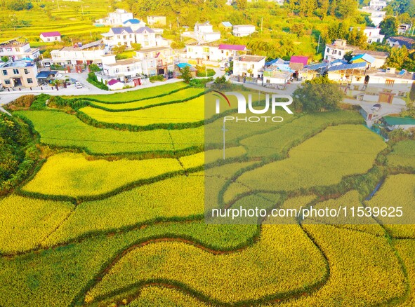 Layered rice terraces are seen in Yuexi County, Anqing, China, on September 2, 2024. 